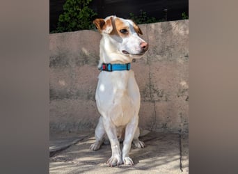 Aufgeschlossener Lucky wartet in Portugal auf unserem Tierschutzhof!