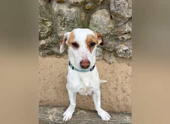 Aufgeschlossener Lucky wartet in Portugal auf unserem Tierschutzhof!