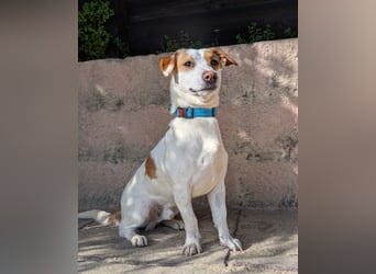 Aufgeschlossener Lucky wartet in Portugal auf unserem Tierschutzhof!