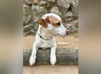 Aufgeschlossener Lucky wartet in Portugal auf unserem Tierschutzhof!