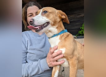 Aufgeschlossene Zari wartet in Portugal auf unserem Tierschutzhof!