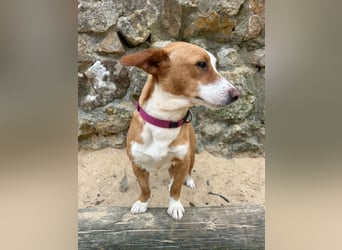 Aufgeschlossene Zari wartet in Portugal auf unserem Tierschutzhof!