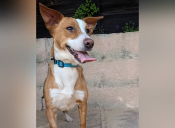 Aufgeschlossene Zari wartet in Portugal auf unserem Tierschutzhof!