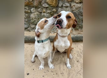 Aufgeschlossener Lucky wartet in Portugal auf unserem Tierschutzhof!
