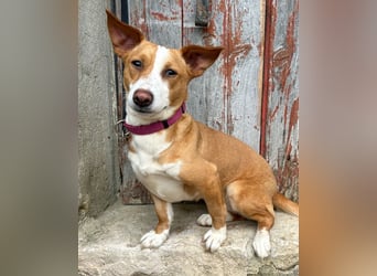 Aufgeschlossene Zari wartet in Portugal auf unserem Tierschutzhof!