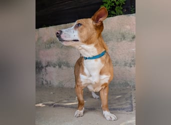 Aufgeschlossene Zari wartet in Portugal auf unserem Tierschutzhof!