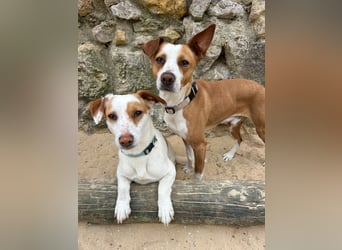 Aufgeschlossener Lucky wartet in Portugal auf unserem Tierschutzhof!