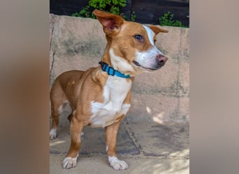 Aufgeschlossene Zari wartet in Portugal auf unserem Tierschutzhof!