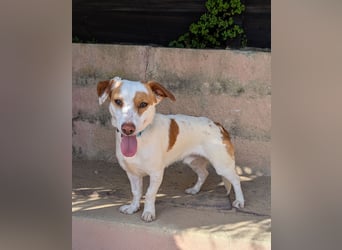 Aufgeschlossener Lucky wartet in Portugal auf unserem Tierschutzhof!