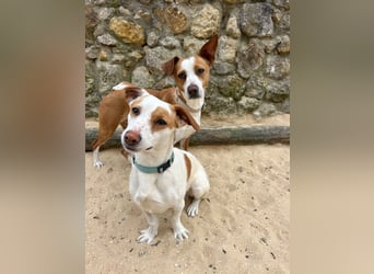 Aufgeschlossener Lucky wartet in Portugal auf unserem Tierschutzhof!
