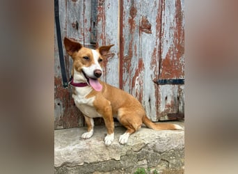 Aufgeschlossene Zari wartet in Portugal auf unserem Tierschutzhof!
