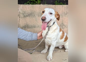 Aufgeschlossener Hugo wartet in Portugal auf unserem Tierschutzhof!