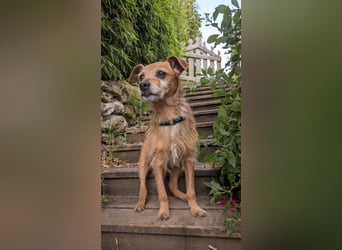 Rüstiger Jonas wartet in Portugal auf unserem Tierschutzhof!