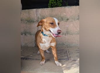 Aufgeschlossene Zari wartet in Portugal auf unserem Tierschutzhof!