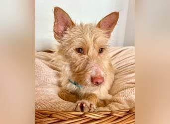 Sanfte Podenga Suki wartet in Portugal auf unserem Tierschutzhof