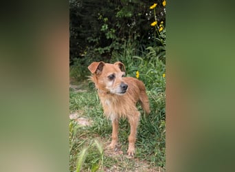 Rüstiger Jonas wartet in Portugal auf unserem Tierschutzhof!