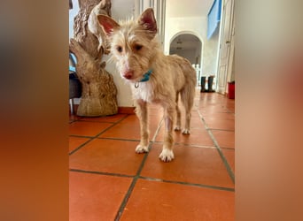 Sanfte Podenga Suki wartet in Portugal auf unserem Tierschutzhof