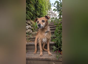 Rüstiger Jonas wartet in Portugal auf unserem Tierschutzhof!