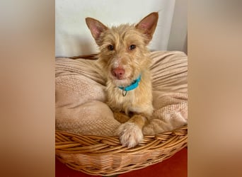 Sanfte Podenga Suki wartet in Portugal auf unserem Tierschutzhof