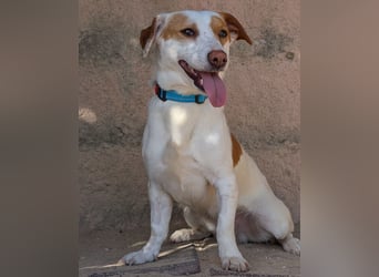 Aufgeschlossener Lucky wartet in Portugal auf unserem Tierschutzhof!