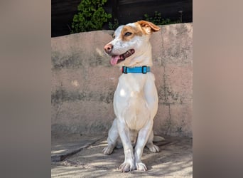 Aufgeschlossener Lucky wartet in Portugal auf unserem Tierschutzhof!