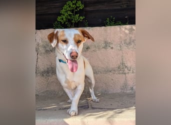 Aufgeschlossener Lucky wartet in Portugal auf unserem Tierschutzhof!