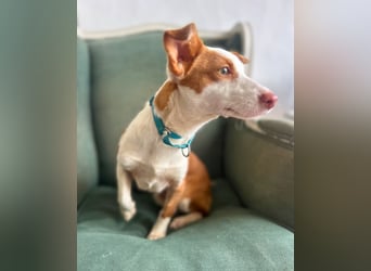 Sanfte Podenga Tilia wartet auf ihr Happy End!