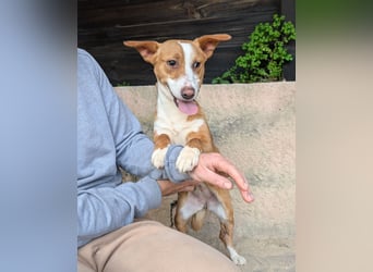 Aufgeschlossene Zari wartet in Portugal auf unserem Tierschutzhof!