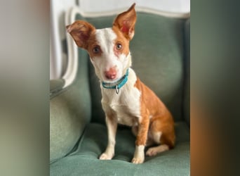 Sanfte Podenga Tilia wartet auf ihr Happy End!