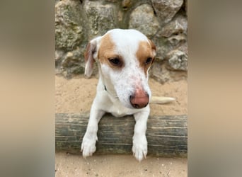 Aufgeschlossener Lucky wartet in Portugal auf unserem Tierschutzhof!