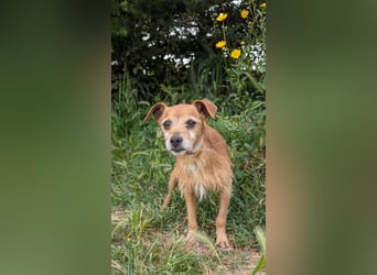 Rüstiger Jonas wartet in Portugal auf unserem Tierschutzhof!