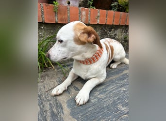 Aufgeschlossener Hugo wartet in Portugal auf unserem Tierschutzhof!
