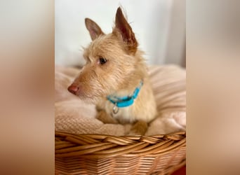 Sanfte Podenga Suki wartet in Portugal auf unserem Tierschutzhof