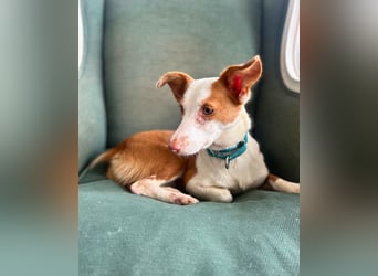 Sanfte Podenga Tilia wartet auf ihr Happy End!