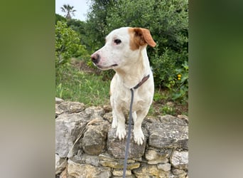 Aufgeschlossener Hugo wartet in Portugal auf unserem Tierschutzhof!