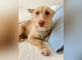 Sanfte Podenga Suki wartet in Portugal auf unserem Tierschutzhof