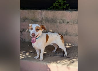 Aufgeschlossener Lucky wartet in Portugal auf unserem Tierschutzhof!