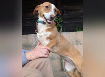 Aufgeschlossene Zari wartet in Portugal auf unserem Tierschutzhof!