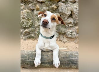 Aufgeschlossener Lucky wartet in Portugal auf unserem Tierschutzhof!