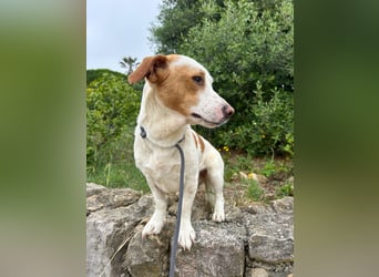 Aufgeschlossener Hugo wartet in Portugal auf unserem Tierschutzhof!