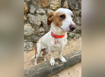 Aufgeschlossener Hugo wartet in Portugal auf unserem Tierschutzhof!