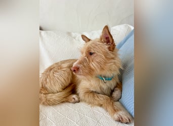 Sanfte Podenga Suki wartet in Portugal auf unserem Tierschutzhof