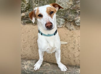 Aufgeschlossener Lucky wartet in Portugal auf unserem Tierschutzhof!