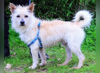 WUSCHEL AFONSO - - will wieder Vertrauen - - lieben und geliebt werden