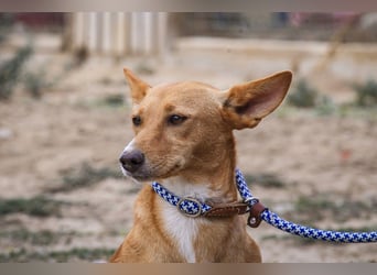 Julio - (noch) etwas schüchtern - sucht Zuhause mit Hundekumpel