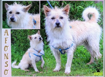 AFONSO - will wieder Vertrauen - will lieben und geliebt werden