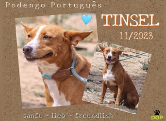 Julio - (noch) etwas schüchtern - sucht Zuhause mit Hundekumpel