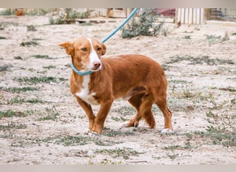 GABRIEL ❤️ SEHR SANFT  - Typisch Portugiesischer Podengo