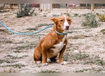 GABRIEL ❤️ SEHR SANFT  - Typisch Portugiesischer Podengo
