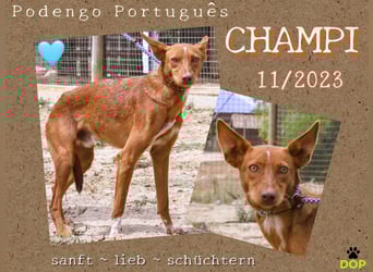 Julio - (noch) etwas schüchtern - sucht Zuhause mit Hundekumpel